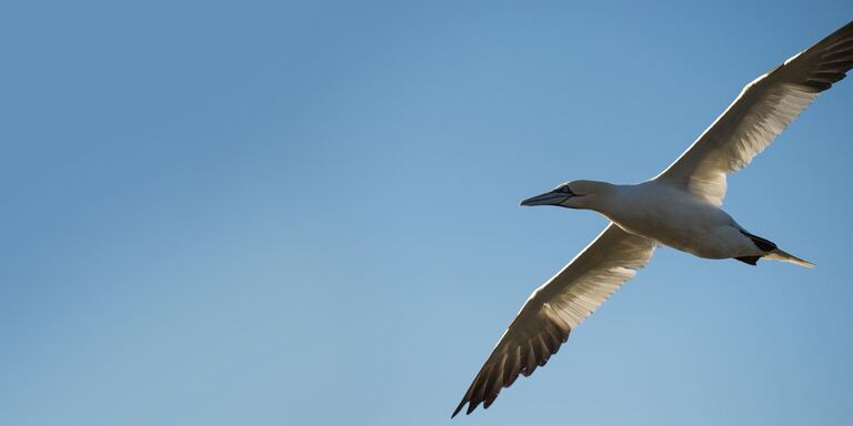 Focus Canada: Un anno nella natura selvaggia