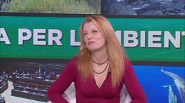 Michela Vittoria Brambilla: "Ora la giusta attenzione per l'ambiente" thumbnail