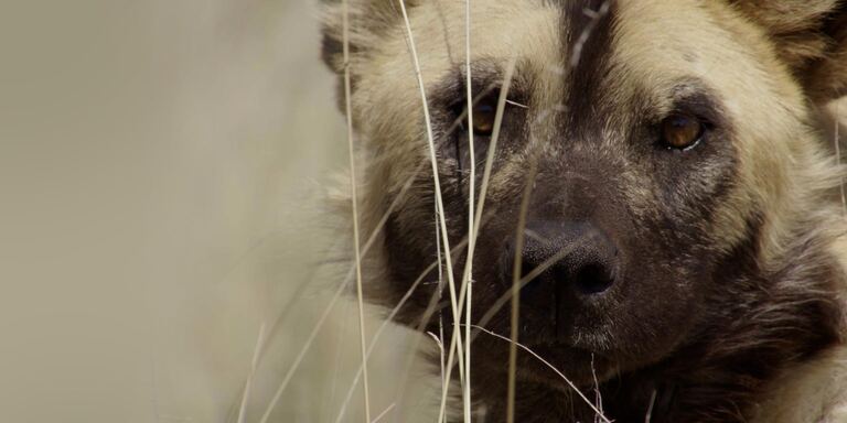 Italia 1 Wild fighters - nati per combattere