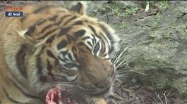 Sua maestà la tigre di Sumatra thumbnail