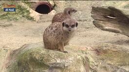 Al Bioparco di Roma, conosciamo i surikati thumbnail