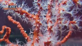 Il corallo, l'oro rosso del mare thumbnail
