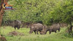 Il santuario dei rinoceronti di Ziwa
