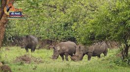 Il santuario dei rinoceronti di Ziwa thumbnail