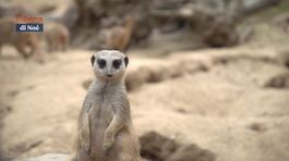 Cosa fanno i surikati thumbnail
