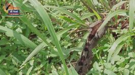 Uganda, la fondamentale salvaguardia dei serpenti thumbnail