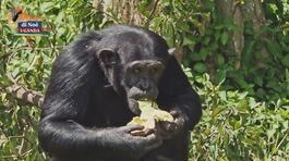 L'isola dedicata agli scimpanzé thumbnail