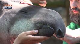 I tapiri thumbnail