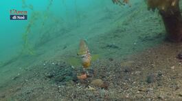 Esplorazione subacquea del lago di Bracciano thumbnail