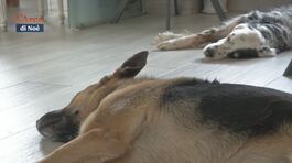Il supporto dei cani nelle sale d'attesa degli ospedali thumbnail