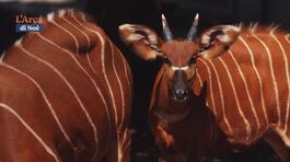 L'antilope Bongo, ospite del Parco Faunistico "Le Cornelle" thumbnail