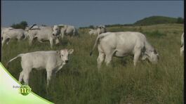 Vacche razza romagnole thumbnail