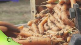La coltivazione delle carote thumbnail