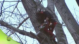 Tree climbing thumbnail