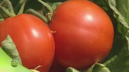 Pomodoro italiano thumbnail