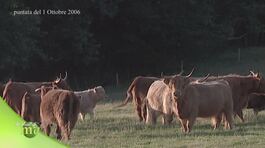 Alla scoperta della razza Highland cattle thumbnail