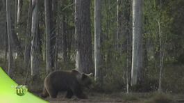 Incontro ravvicinato con i predatori delle foreste finlandesi thumbnail