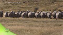 I cani da pastore in Nuova Zelanda