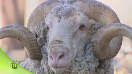 Le pecore merinos thumbnail