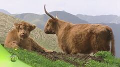 I bovini highlander e gli yak tra le malghe del Trentino