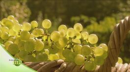 La cura delle vigne in Trentino thumbnail