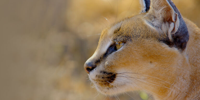 Focus L' anno selvaggio dell'africa