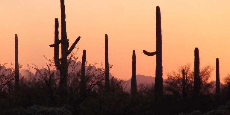 Focus Sonora - il deserto che vive