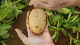 Un campo sperimentale del Consorzio della patata Selenella thumbnail