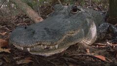 Ep. 8 - Parco nazionale delle Everglades