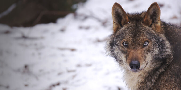 Focus Il cuore selvaggio della Spagna