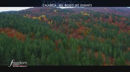 Calabria: nel bosco dei giganti thumbnail