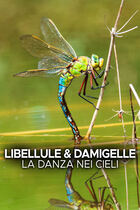 Libellule & damigelle - La danza nei cieli Libellule & damigelle - La danza nei cieli