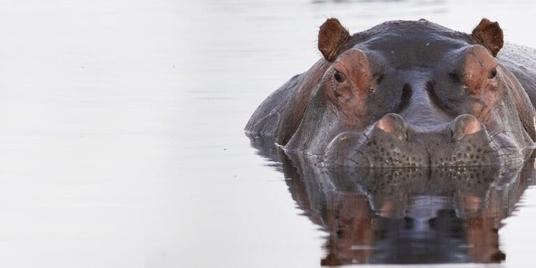 Focus Ippopotami - I giganti del fiume africano