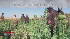 Afghanistan, la piaga dell'oppio