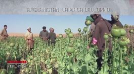 Afghanistan, la piaga dell'oppio thumbnail