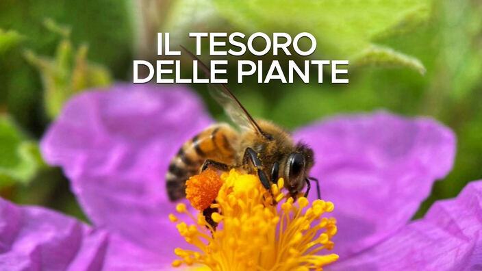 Il tesoro delle piante