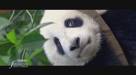 Il grande vantaggio del panda thumbnail