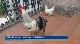 Copparo, il giallo del gallo Garibaldi thumbnail