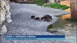 Liguria, è emergenza cinghiali thumbnail