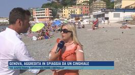 Genova, aggredita in spiaggia da un cinghiale thumbnail