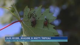 Caldo record, invasione di insetti tropicali thumbnail