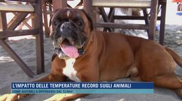 L'impatto delle temperature record sugli animali thumbnail