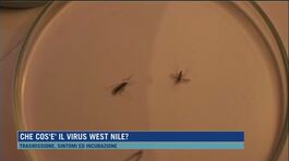 Che cos'è il virus West Nile? thumbnail