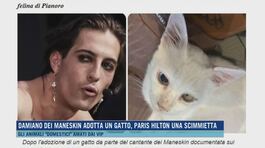 Damiano dei Måneskin adotta un gatto, Paris Hilton una scimmietta thumbnail