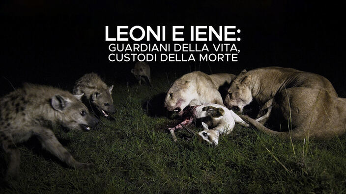 I leoni e iene: guardiani della vita, custodi della morte