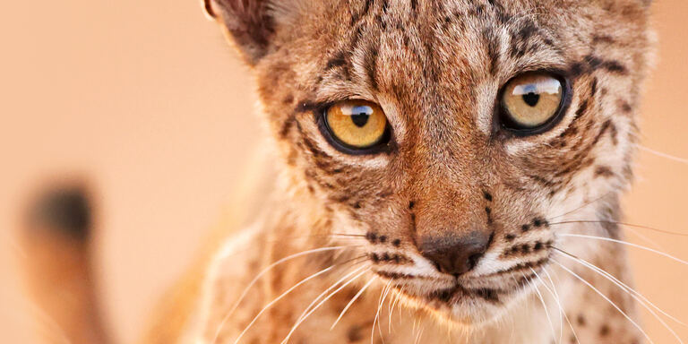 Focus Green Storytellers - Into the Wild