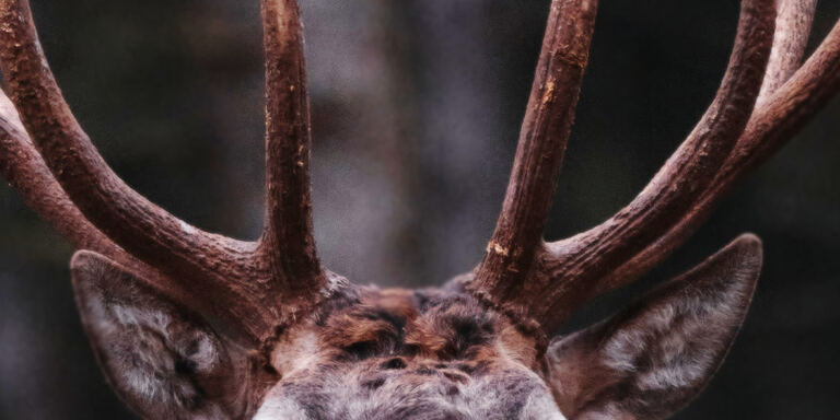Focus Green storytellers - Into the wild