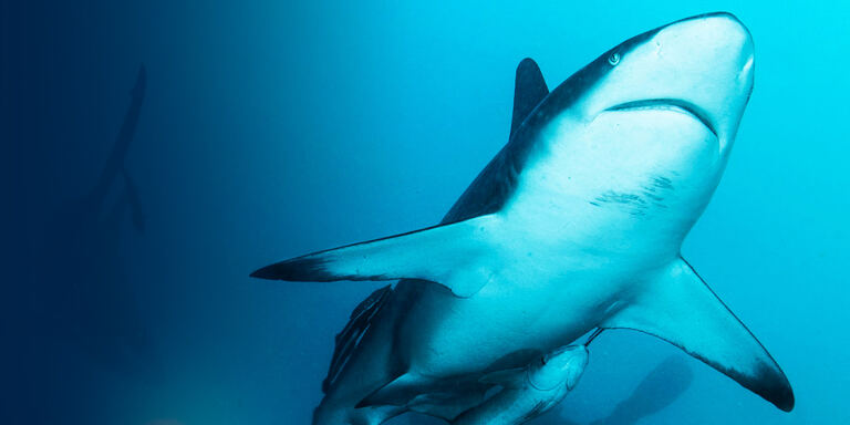 Focus Green storytellers - Into the wild