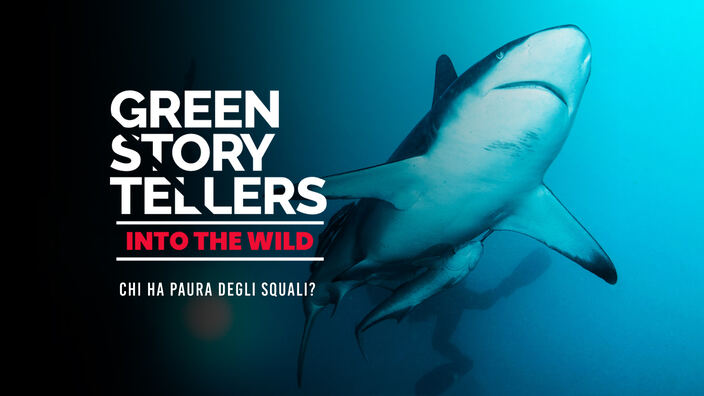 Green storytellers - Into the wild