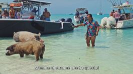 Pig Island: l'isola dei maiali thumbnail